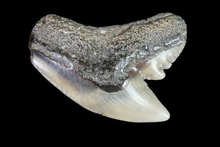 Colorful Fossil Tiger Shark (Galeocerdo) Tooth - Virginia #71138